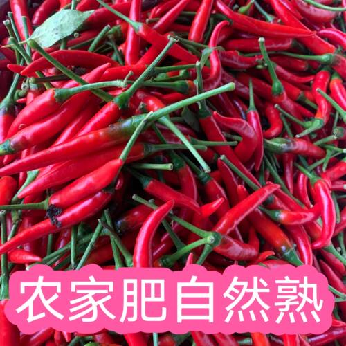 现摘农家散种 广西天等指天椒朝天椒小米椒香辣  红小米辣