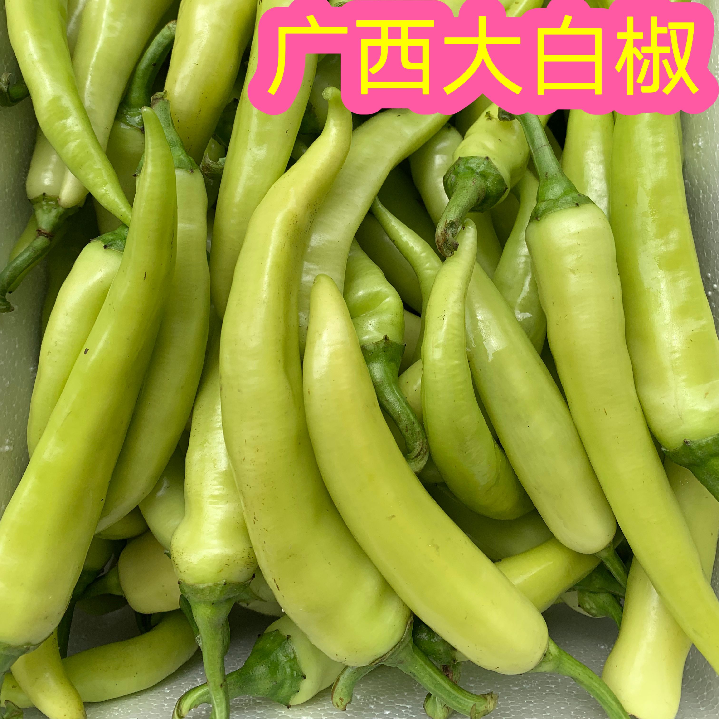 粉店同款大白椒现摘现发 广西新鲜大白椒  中辣 大白尖椒泡椒专用