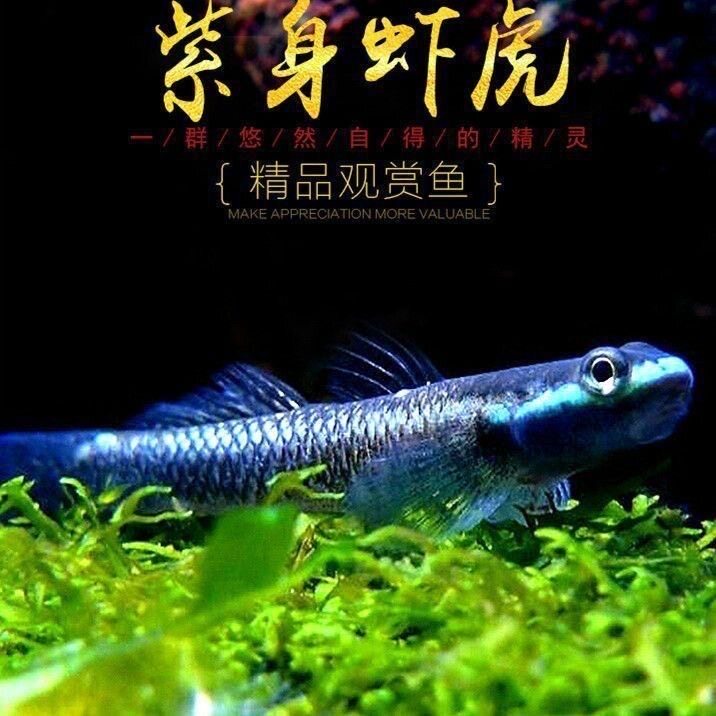 紫身枝桠虾虎原生虾虎鱼除藻素食清洁鱼缸冷水饲养淡水小型鱼