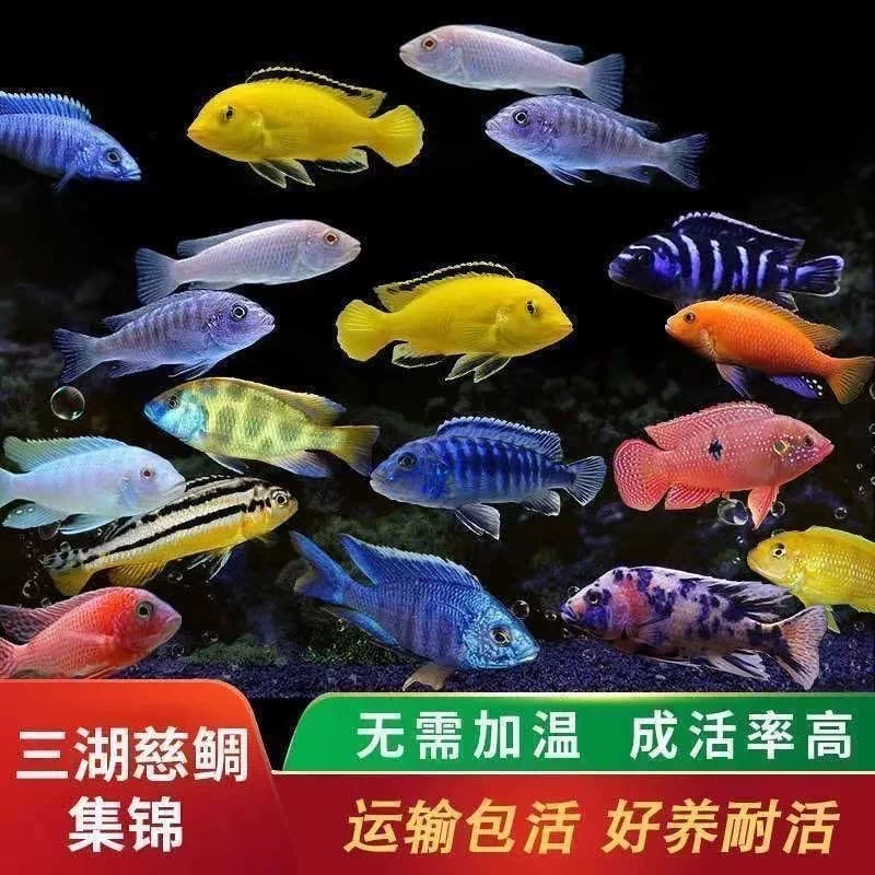 招财鱼三湖慈鲷鱼热带淡水王子战神马鲷鱼活体观赏鱼大斑马观赏鱼