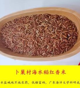 湛江海红香米遂溪建新卜巢村海水稻耐盐含硒芋香糙米杂粮5斤包邮