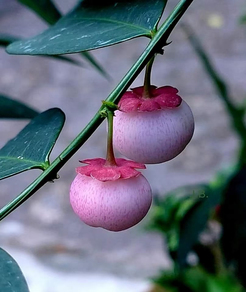 树仔菜苗,树仔菜(第4页)_大山谷图库