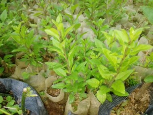 枸杞树苗食用枸杞叶苗绿植盆栽南方药材种植苗阳台菜苗批发秧苗