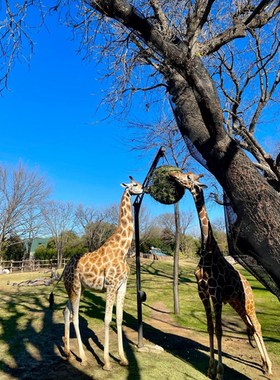 沃斯堡（fort worth）动物园