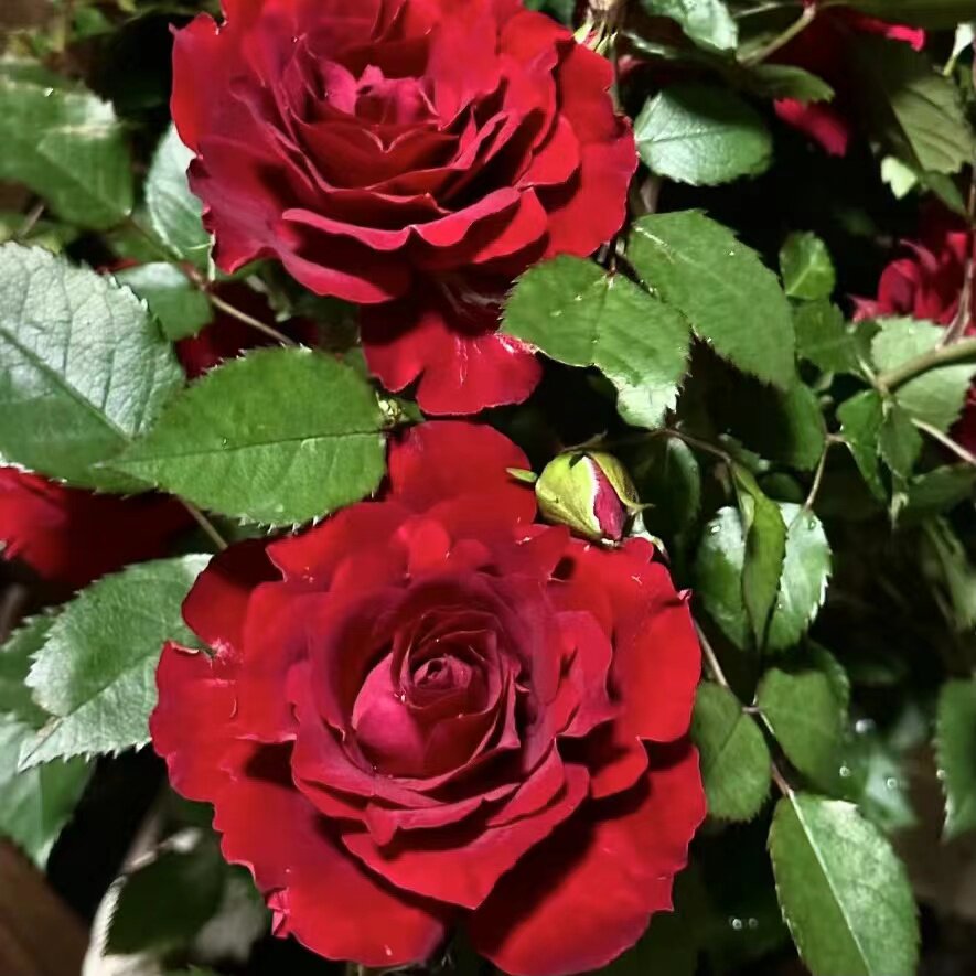 邻家花园 娜塔莉阳台丰花月季多头勤花抗病