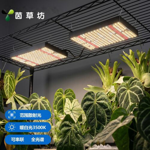 茵草坊小量子板全光谱悬挂补光灯