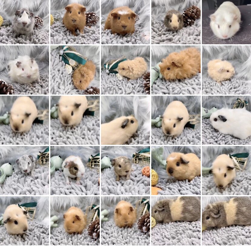 荷兰猪活体宠物荷兰鼠豚鼠天竺鼠,美国泰迪加州冠毛卷毛长顺长逆