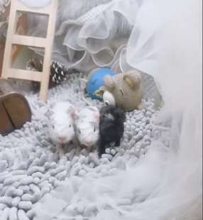 卷毛荷兰猪泰迪豚鼠美泰，荷兰猪家养食草网红小宠物