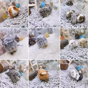 荷兰猪可爱豚鼠，自家养殖食草小宠物，加州荷兰猪 荷兰鼠活体