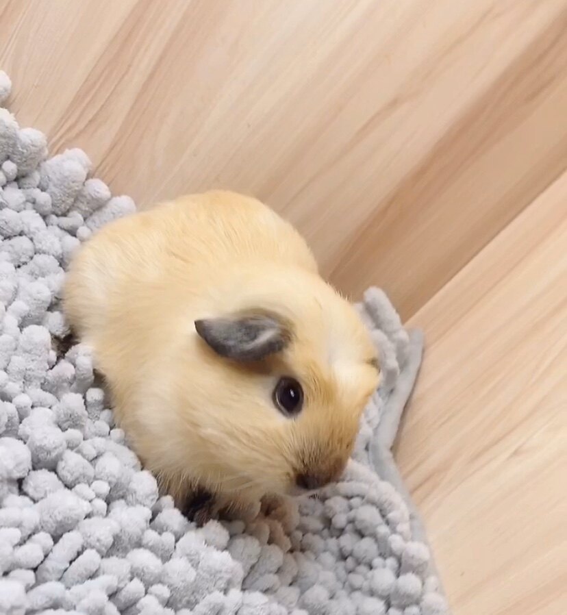 荷兰猪一物一拍豚鼠荷兰鼠包邮 宠物 奶黄冠毛加州妹妹荷兰猪已出