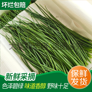 现采新鲜沙葱甘肃民勤特产小葱香葱新鲜蔬菜火锅食材【中通冷链】