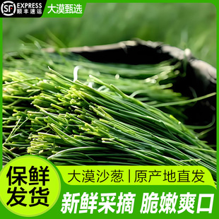 【顺丰包邮】新鲜沙葱新鲜蔬菜民勤特产火锅食材农家野菜香葱小葱