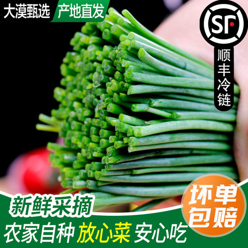 【顺丰包邮】现采新鲜沙葱甘肃民勤特产小葱香葱新鲜蔬菜火锅食材
