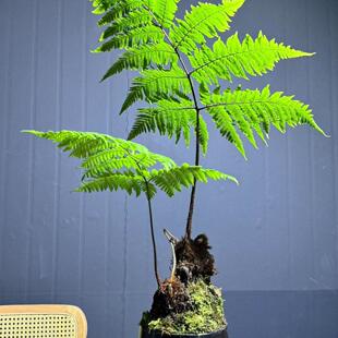 室内绿植蕨类植物盆栽茶空间四季常青好养易活红磷蕨网红绿植