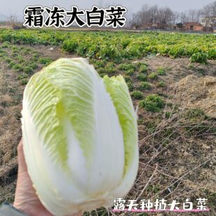 新鲜大白菜农家露天种植霜冻大白菜霜打大白菜黄心白菜新鲜蔬菜