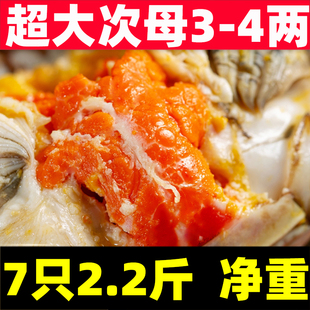 特大次母蟹残蟹3两4两全母蟹固城湖大闸蟹母公蟹鲜活超大螃蟹7只