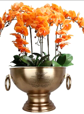 轻奢美式法式橙色蝴蝶兰黄铜古典样板房前台乔迁开业成品仿真花艺