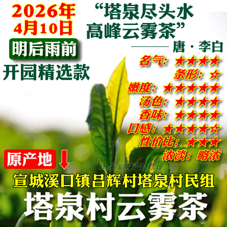 云雾2026年雨前春茶新茶叶绿茶溪口镇吕辉村塔泉云雾类高山茶包邮