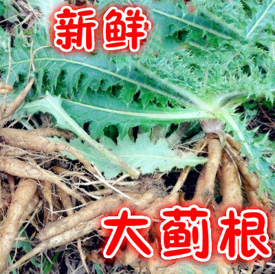 农家野外采挖 新鲜大蓟根 山萝卜 刺萝卜 大刺儿  大刺盖500g包邮