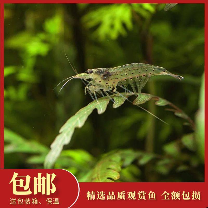 水族大促小米虾黑壳虾清洁鱼缸除藻工具小型观赏虾活体100只包邮