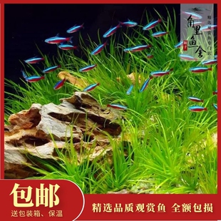 巴西宝莲灯鱼水族箱霓虹灯草缸群游小型热带鱼观赏鱼宠物活体包活