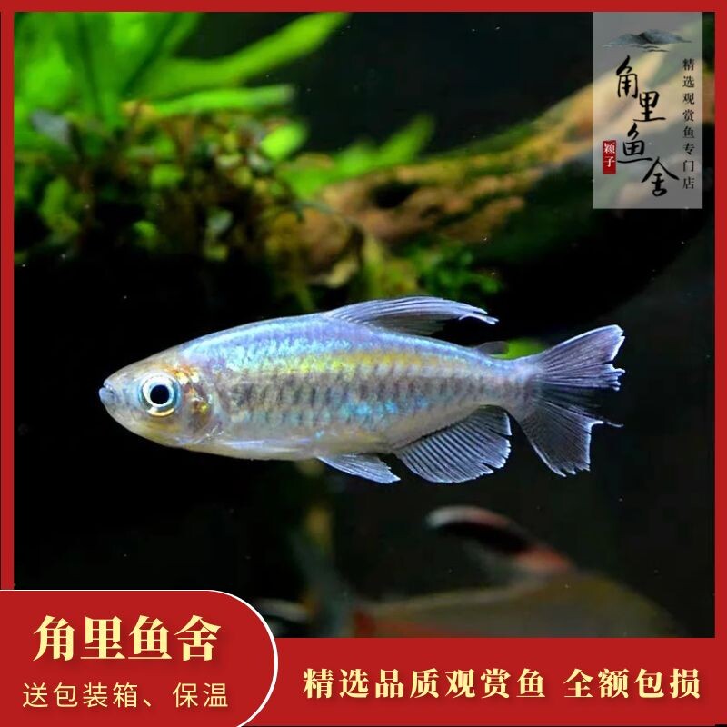 「角里鱼舍」刚果美人灯鱼扯旗彩虹美人淡水热带鱼观赏鱼活体混养