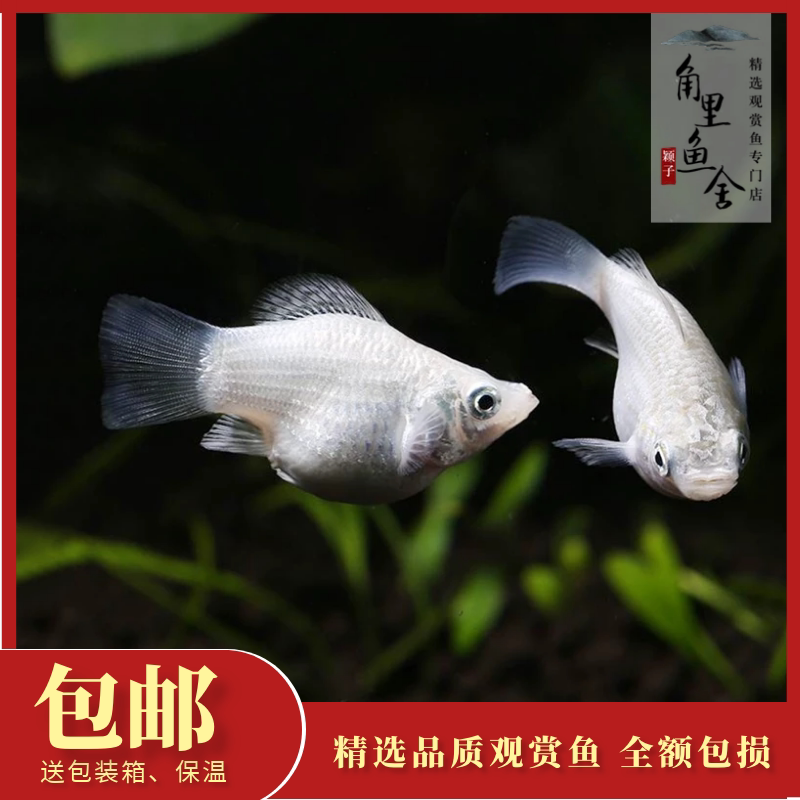 角里鱼舍 银球玛丽花鱂白皮球除油膜清洁鱼工具热带观赏鱼活体 角里鱼舍精选观赏鱼工作室 淘优券