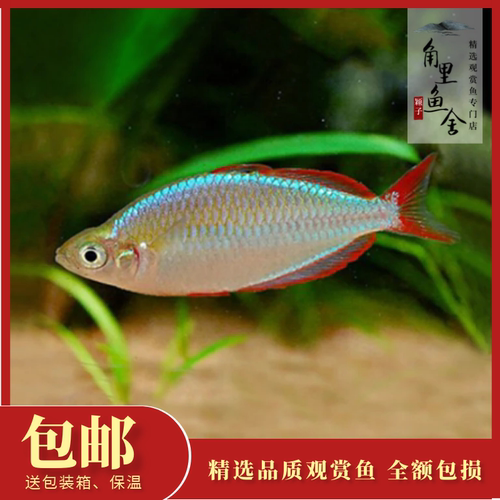 电光美人鱼淡水热带鱼观赏鱼