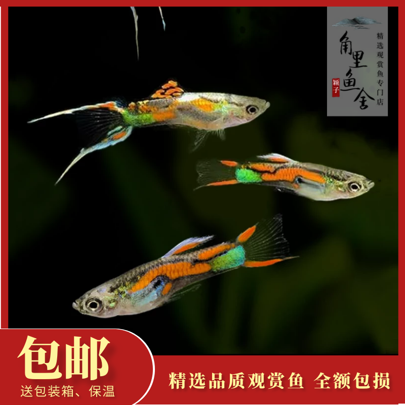 孔雀鱼活鱼好养耐活新手适合