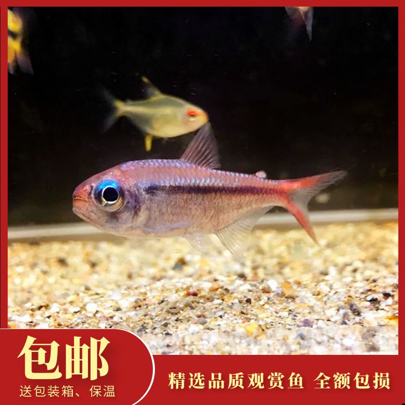 自营渔场中高端热带鱼红月可卡灯