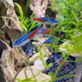 红绿灯鱼霓虹灯笼群游经典 淡水草缸新手入门鱼好养热带观赏鱼活体