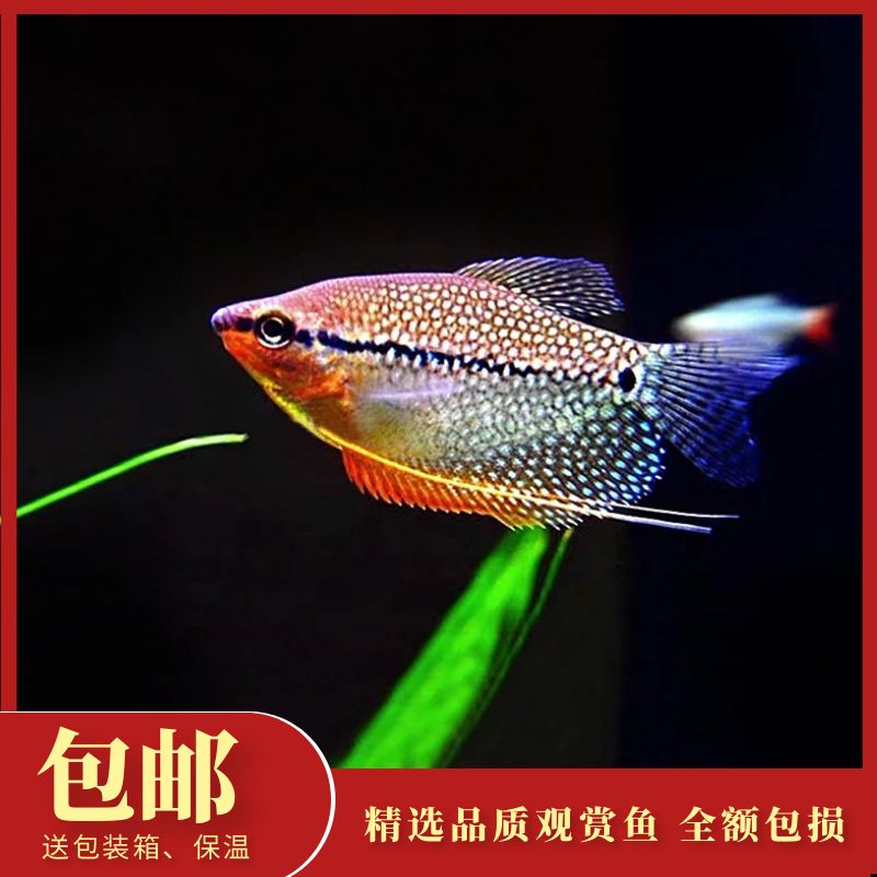 珍珠马甲鱼活体黄金热带除蛋白虫好养活曼龙观赏鱼丝足鲈新手入门