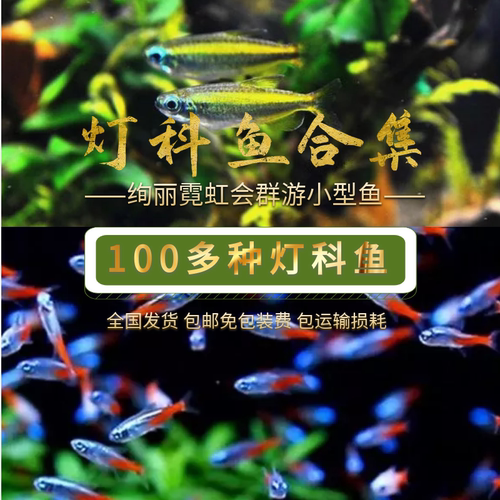 好养宝莲灯淡水活体热带观赏鱼