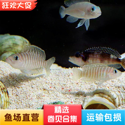 自营渔场三湖慈鲷鱼活体卷贝淡水