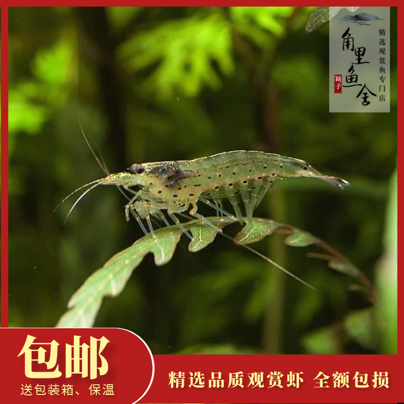 水族大促小米虾黑壳虾清洁鱼缸除藻工具小型观赏虾活体100只包邮