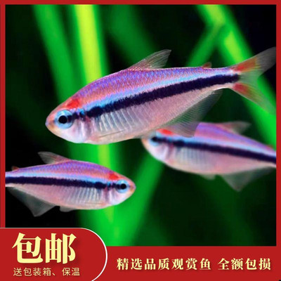 烈焰蓝宝石可卡灯鱼高端南美淡水