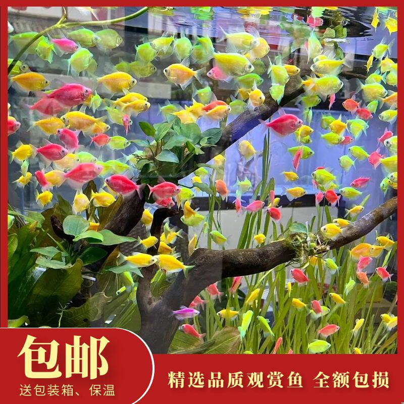 天使鱼观赏鱼大号群游懒人小型观赏鱼淡水好养耐活绿天使老虎热带