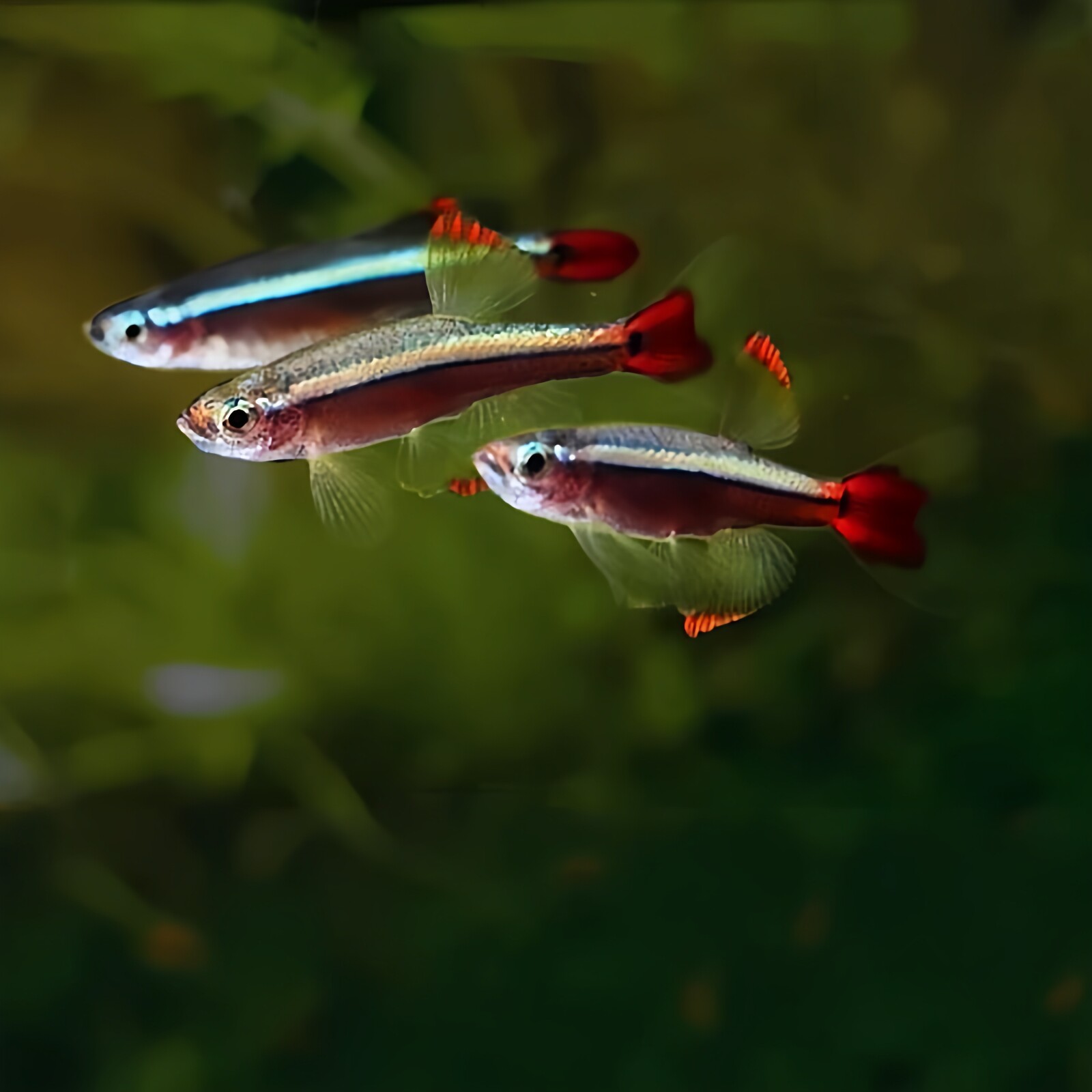 瑰丽红金丝灯原生冷水淡水鱼活体不加温观赏鱼好养耐活新手鱼小型