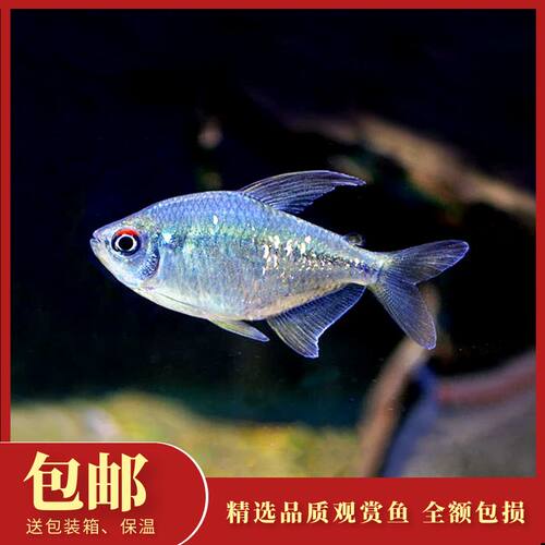 草缸灯科鱼热带鱼南美钻石灯淡水