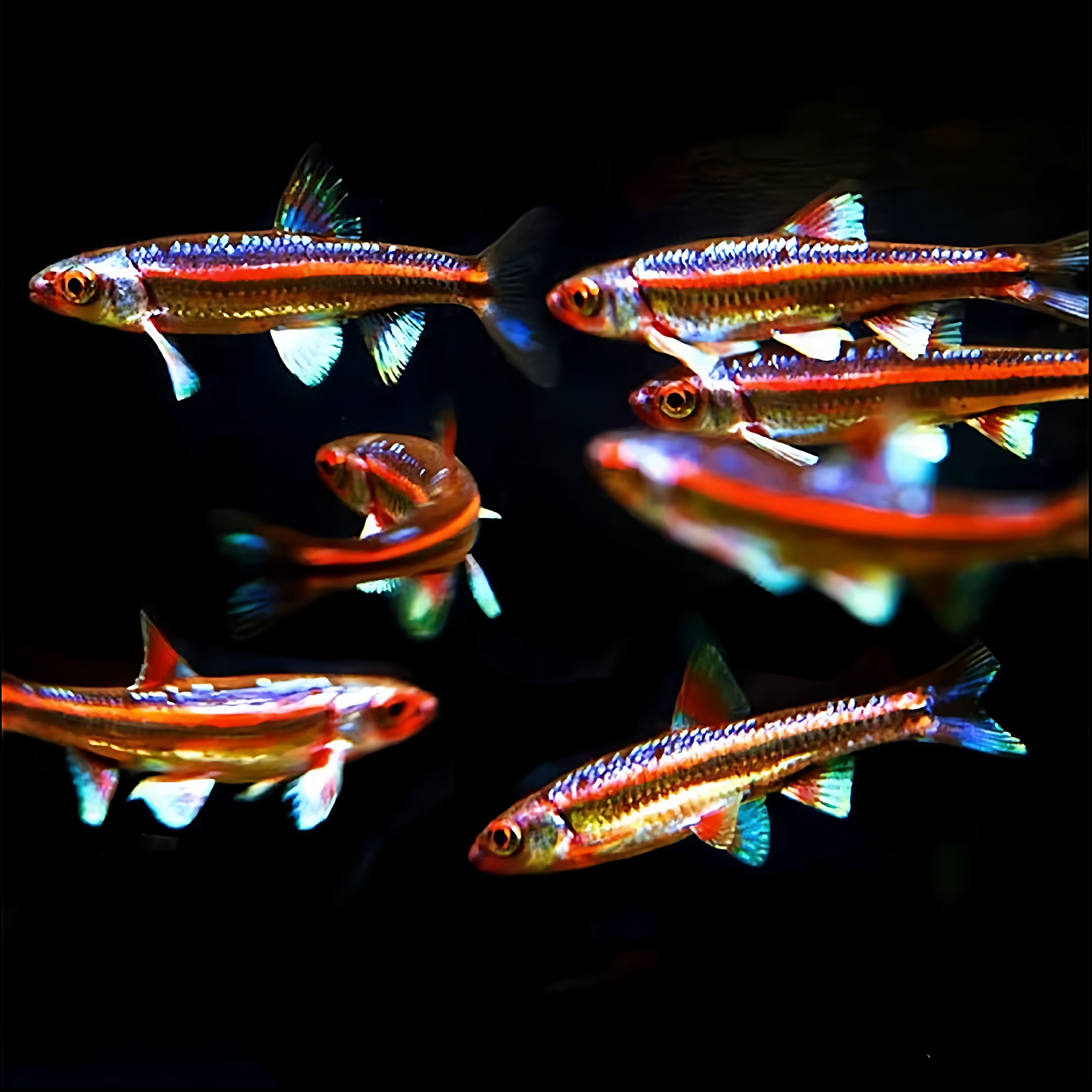 紫光精灵冷水原生鱼群游好养耐寒