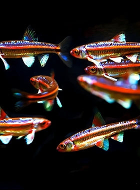 紫光精灵鱼幻彩霓虹多彩灯鱼原生冷水耐寒淡水北美小型观赏鱼活体