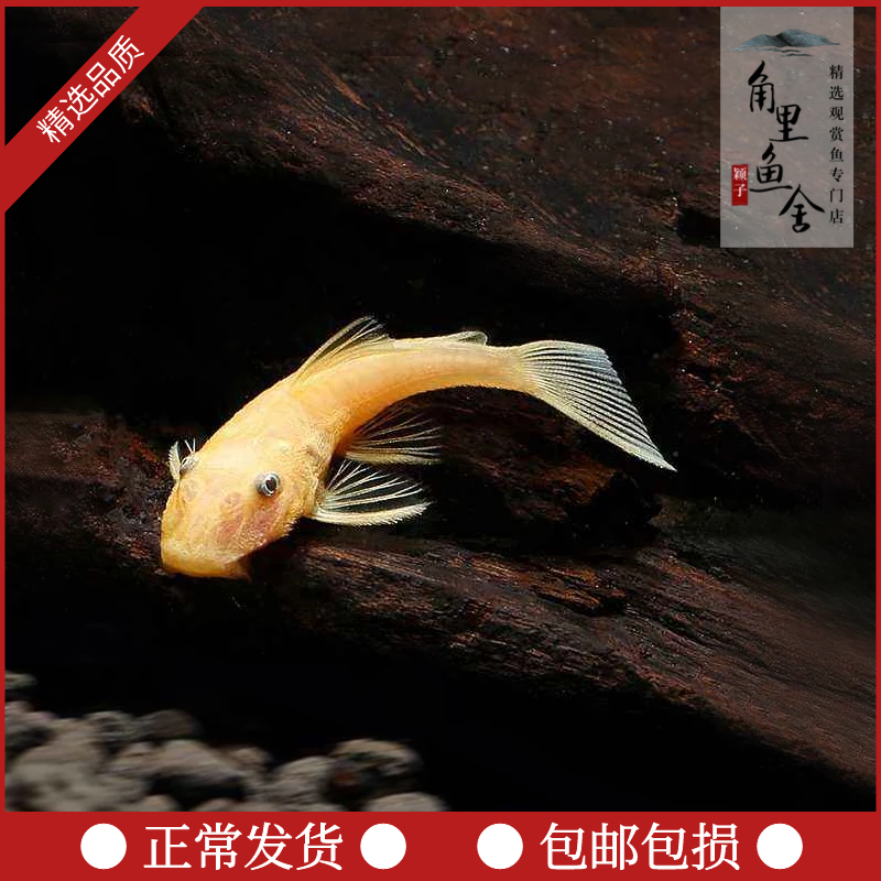 除藻小型清道夫宠物鱼