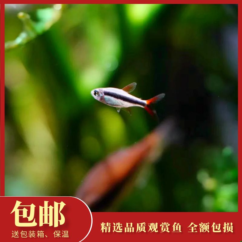 赤焰绿翡翠灯鱼苗群游南美热带鱼