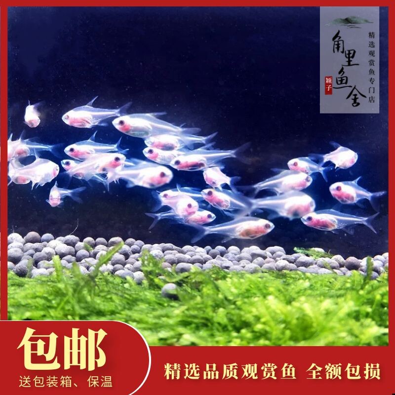 「角里鱼舍」红肚玻璃灯鱼白玻璃透明身体淡水草缸热带观赏鱼活体
