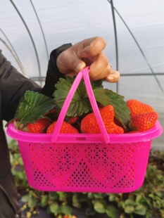 杨梅篮2斤装 草莓篮子塑料小篮手提长方形水果篮桑葚篮樱桃篮红色