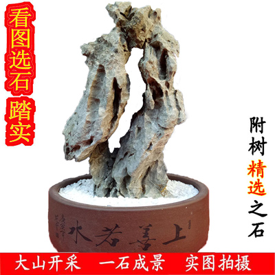 英石天然装饰盆景绿植菖蒲提根