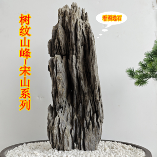 树纹山峰鱼缸造景奇石精品盆栽附树石天然抱树石造景石摆件青龙石