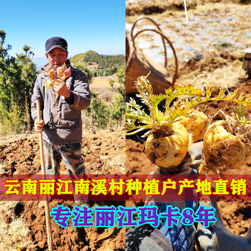 黑玛咖干果干片正品丽江野生黑玛卡果片煲汤泡酒料吗咔20头泡水男