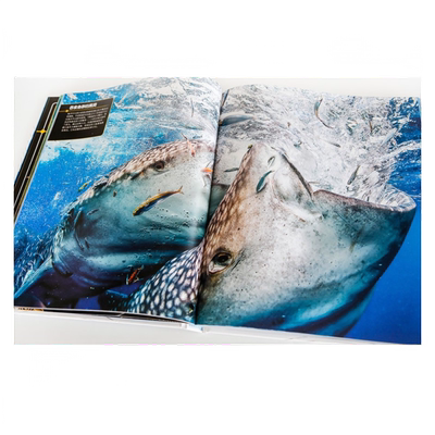 DK儿童极限百科全书鲨鱼极限