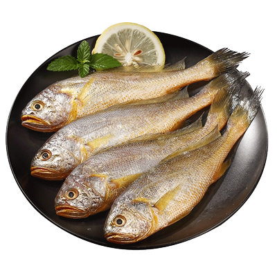 遇上鲜舟山东海海捕小黄鱼